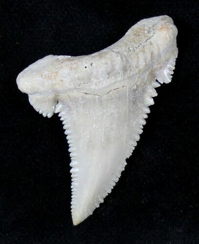 Beautiful Palaeocarcharodon Fossil Shark Tooth - #19787